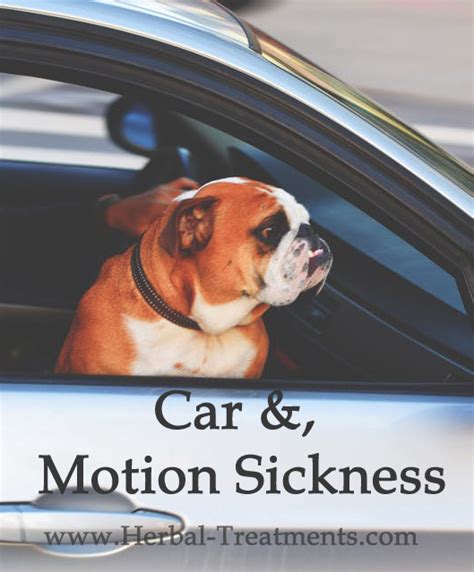 Car Sickness Motion Sickness In Dogs Caraf Avnayts Herbal Treatments