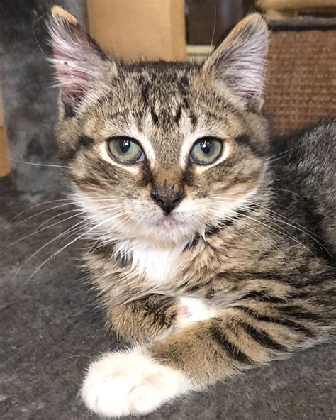 If you suffer from cat allergies, hypoallergenic cat breeds may be the best solution. ALMOND One of the AMTRAK kittens, he is available for ...