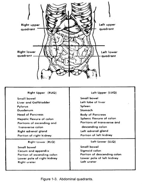 Introduction to sonographic abdominal anatomy. Picture Of Abdominal Quadrants | MedicineBTG.com
