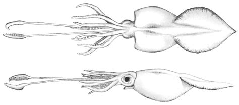 Kopffüßer (cephalopoda) … gallertkalmar — riesenkalmare riesenkalmar architeuthis dux systematik stamm: Colossal squid - Wikipedia