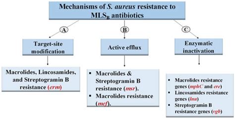 Antibiotics Free Full Text Inhibition Of Erythromycin And Erythromycin Induced Resistance