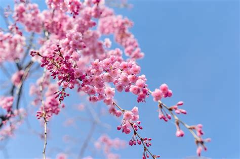 Hd Wallpaper Cherry Blossom Trees Japan Landscape Spring Plant