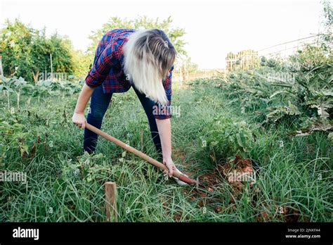 Potato Cultivation Gardening Potato Harvest Self Supporter