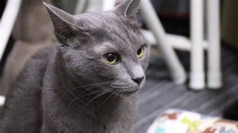 Maybe you would like to learn more about one of these? Are Russian Blue Cats Good for Allergies?