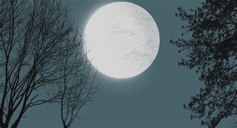 Moon With Tree Silhouettes Wallpaper Hd Download