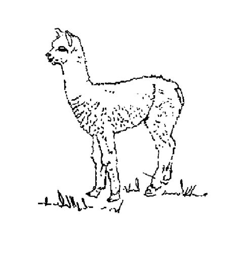 Create unusual characters, explore the beautiful game world. alpaca coloring pages printable | coloring Pages ...