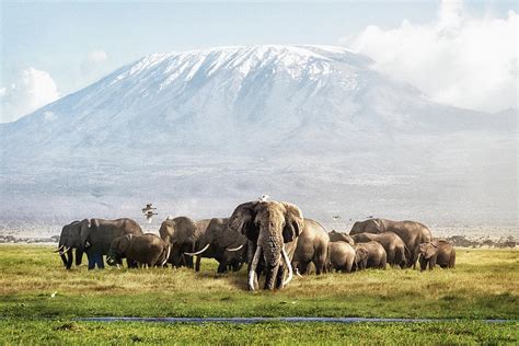Amboseli Wildlife Kenya Wildlife Safaris Explore Wildlife In Kenya