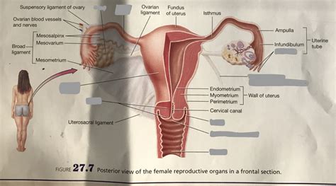 Lr Posterior View Of The Female Reproductive Organs In A Frontal Section Diagram Quizlet