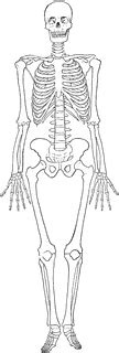 Skeleton ClipArt ETC