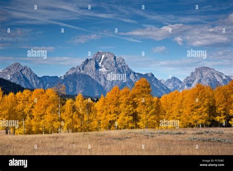 Wy01544 00wyoming Aspen Trees In Fall Color And Mount Moran In