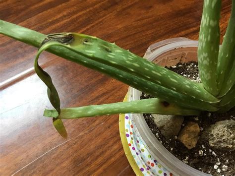 An aloe vera plant that is getting sunburned will start turning red or brown, starting at the tips due to inhibition of photosynthesis. Ask a Question forum→Brown spots on aloe Vera plant ...