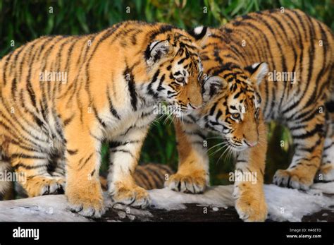 Siberian Tiger Cub Standing Panthera Hi Res Stock Photography And