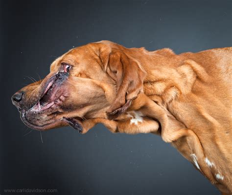 Carli Davidsons Spectacular Pet Portraiture Fstoppers