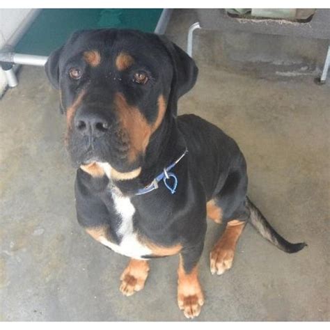 Lazlo Large Male Great Dane X Rottweiler Mix Dog In Qld Petrescue