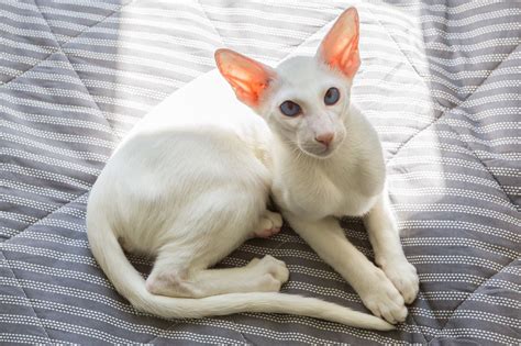 Oriental Shorthair Tabby Kitten
