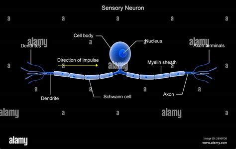 Neurona Sensorial Fotografías E Imágenes De Alta Resolución Alamy