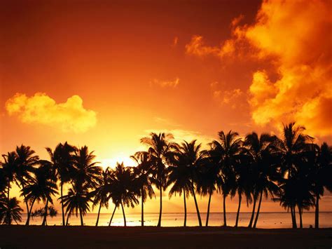 Sunset Over Palm Trees Amazing Nature Pinterest