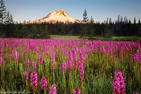 Mt Hood Flowers For My Wife Elk Meadow Mt Hood Oregon M Flickr
