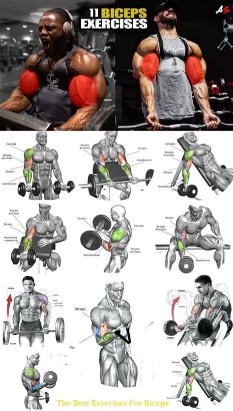 Ultimate Arms Workout Plan For Size Gym Workout Chart Big Biceps