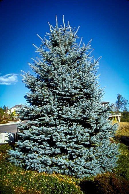 Colorado Blue Spruce Colorado Blue Spruce Blue Spruce Tree