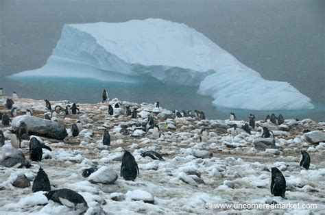 Penguin Rookery At Danco Island Antarctica Hundreds Per Flickr