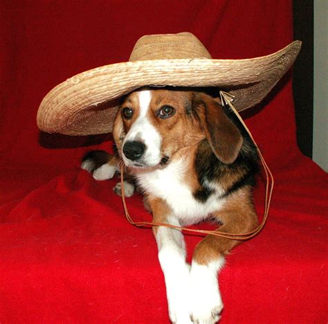 Sombrero Bearo Cowboy Hats Dogs Funny