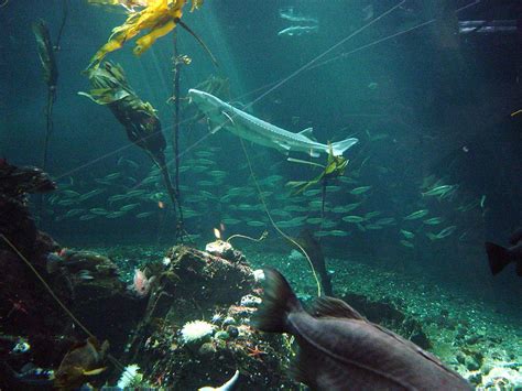 Vancouver Aquarium Hiroki Nakamura Flickr