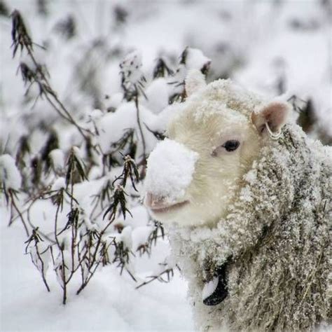 Pin By Begonia ♥ Omi66die2 On Schafe Animals Beautiful Cute Sheep