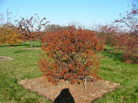 Malus Cinderella The Site Gardener