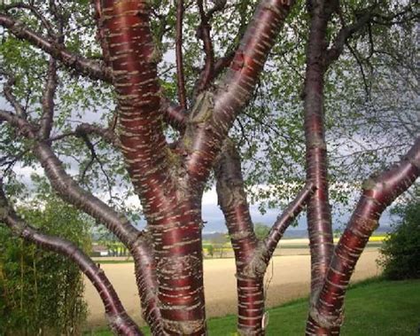 20 Strange And Beautiful Trees From Across The World