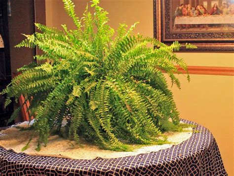 How to care for boston ferns indoors & out