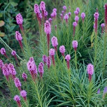 Two types of lavenders grow well in colorado. 5 Favorite Colorado Native Perennials - Lifescape Colorado