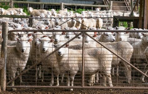 Image Of Flock Of Sheep Yarded For Shearing Austockphoto