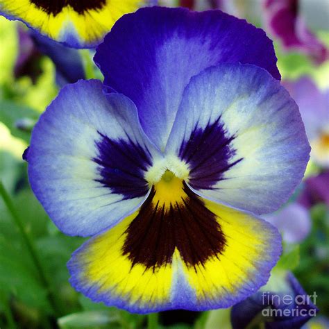Blue And Yellow Pansy Photograph By Nancy Mueller Pixels