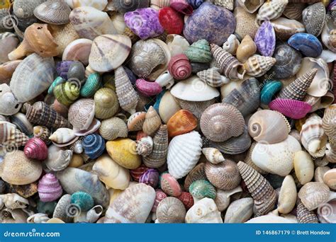 A Mixture Of Colored Sea Shells Stock Image Image Of Marine