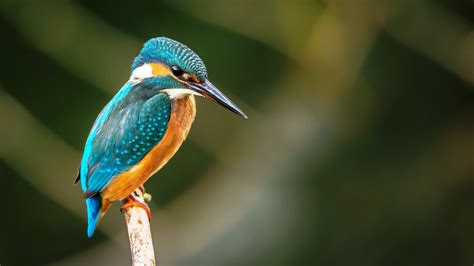 Kingfisher 4k Ultra Hd Wallpaper Background Image 4416x2944 Id Images