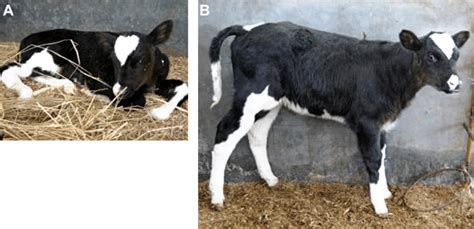 Prnp − Newborn Calf A And 3 Weeks After Birth B Download