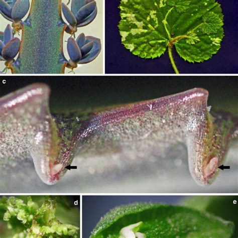 Examples Of Different Leaf Shapes A Simple Lobate Leaf Of