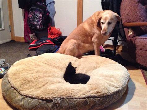 Cats Who Steal Dogs Beds Are The Worst 24 Pics And  Funnyfoto
