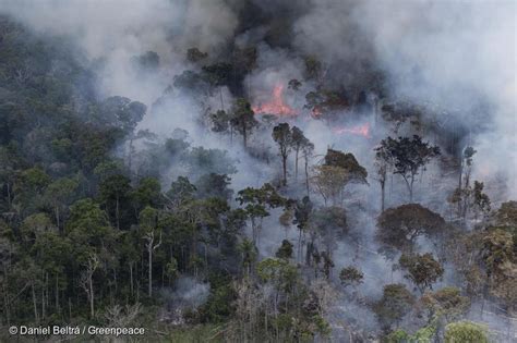 Entre todos los podemos ayudar. Sobre los incendios forestales en el Amazonas - Greenpeace ...