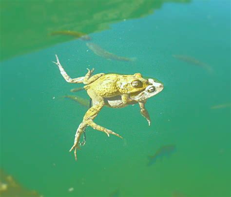 two frogs mate in the waters of wadi bani khaled oman smithsonian photo contest