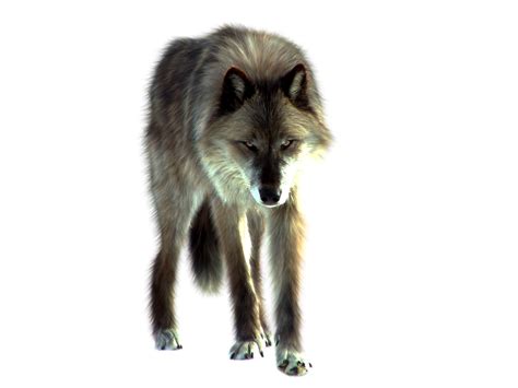 Maybe you would like to learn more about one of these? Wolf PNG Transparent Images | PNG All