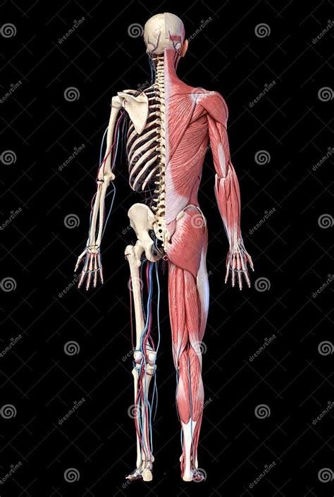 3d Illustration Of Human Full Body Skeleton With Muscles Veins And