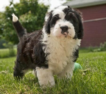 Check spelling or type a new query. Rocco the Sheepdog Mix | Poodle mix puppies, Dog ...