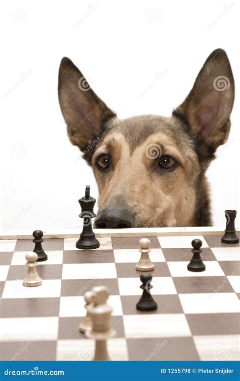 Doge Playing Chess Meme Dog And Rabbit Playing Chess Make Your Move