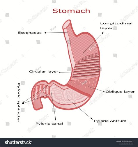 Human Stomach Anatomy Stomach Layers Stock Vector Royalty Free