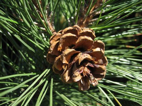 Pinus Resinosa Red Pine Conifer Species American Conifer Society