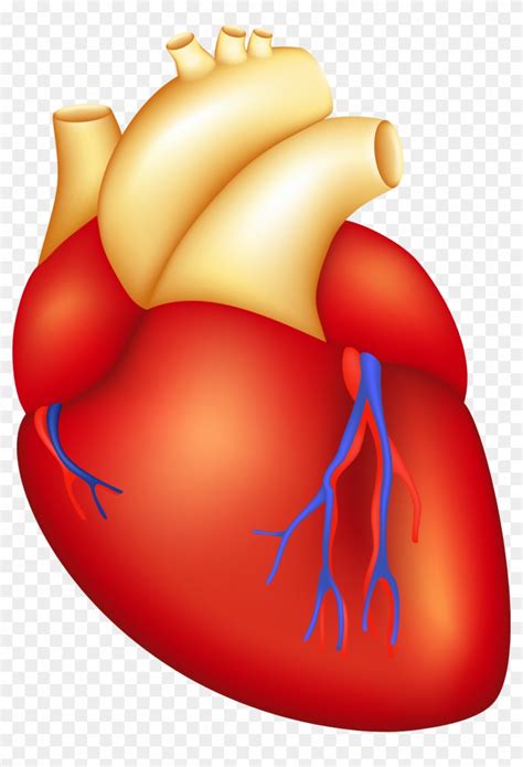 Along with lymphatic vessels, the blood, blood vessels, and. Cardiac Surgery - Cartoon Human Heart - Free Transparent ...