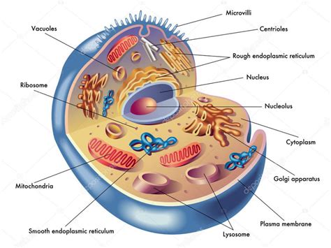 Estructura de la célula humana Ilustración de Stock Dibujos de celulas Maquetas de celulas