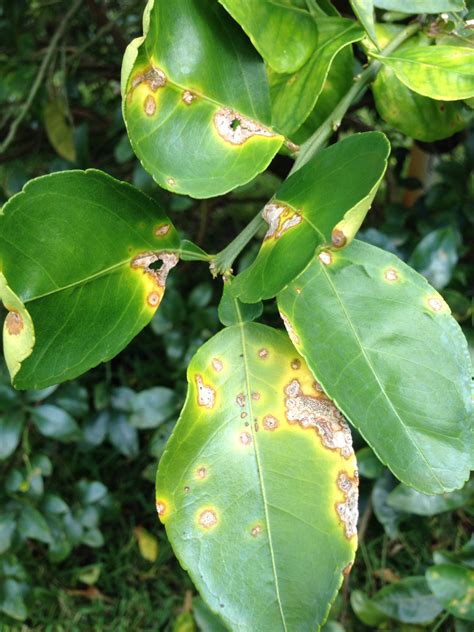 Citrus Canker In Northwest Florida Ufifas Extension Santa Rosa County